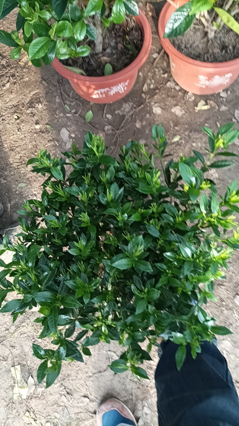 枝子花