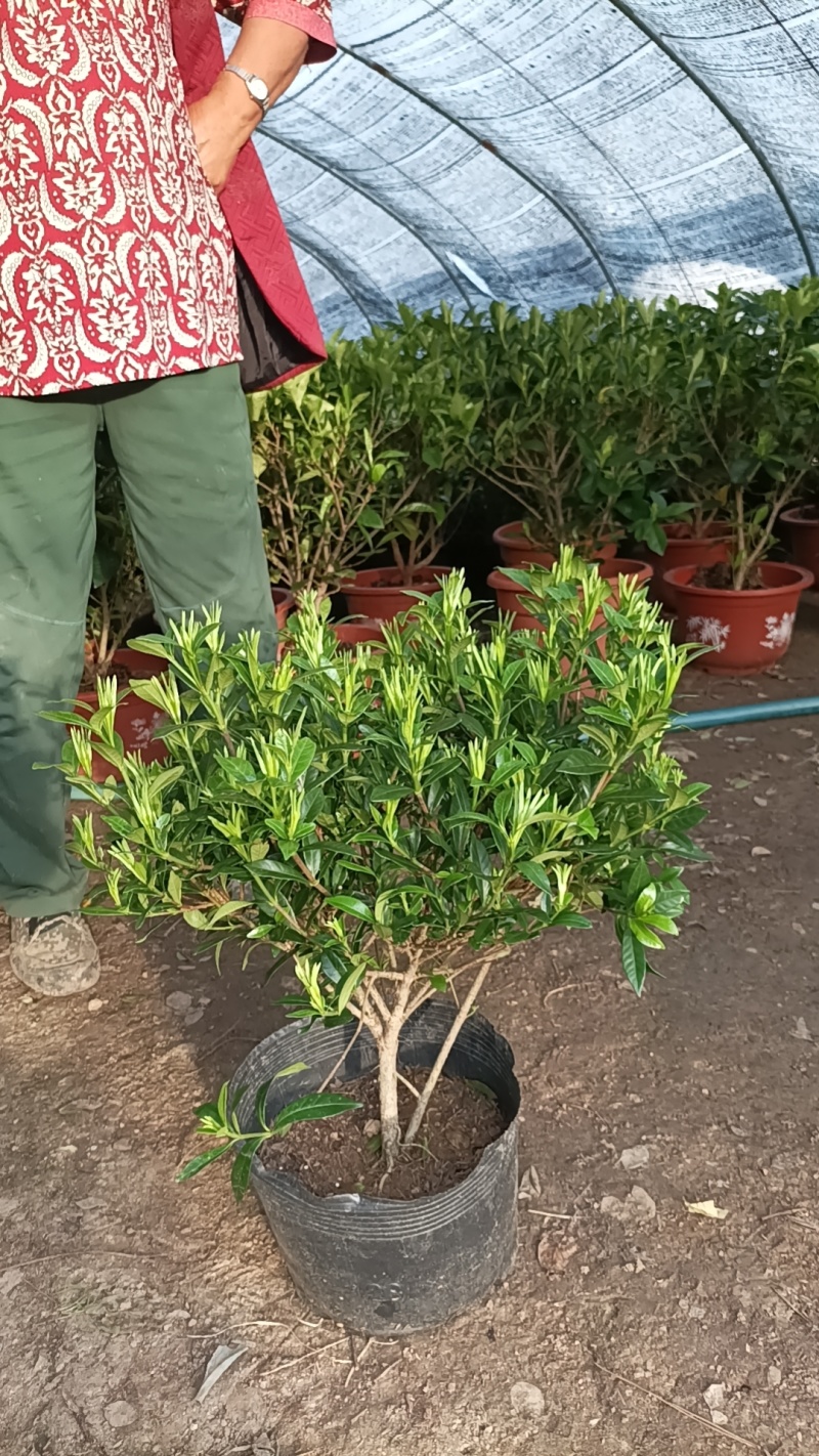 枝子花