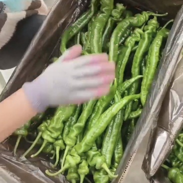 龙椒