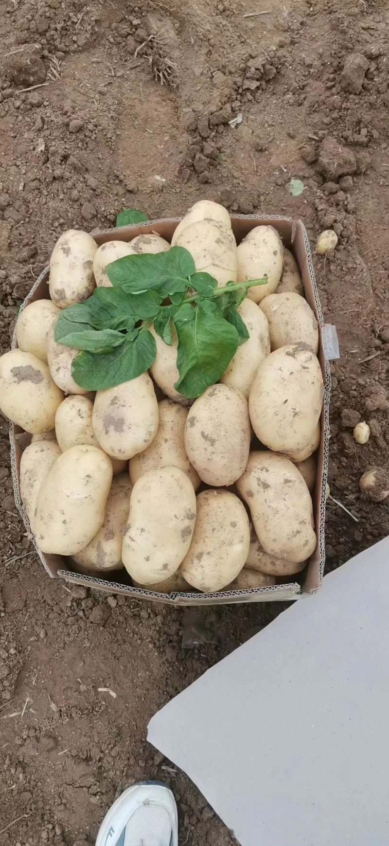 山东鲜土豆荷兰十五土豆，V7土豆大量上市了，货源充足