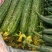 黄瓜精品密刺黄瓜产地直销一手货源欢迎采购
