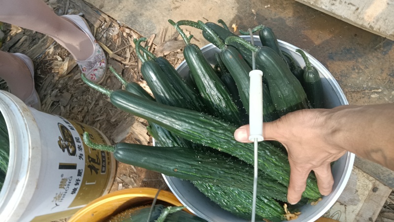 黄瓜精品密刺黄瓜产地直销一手货源欢迎采购