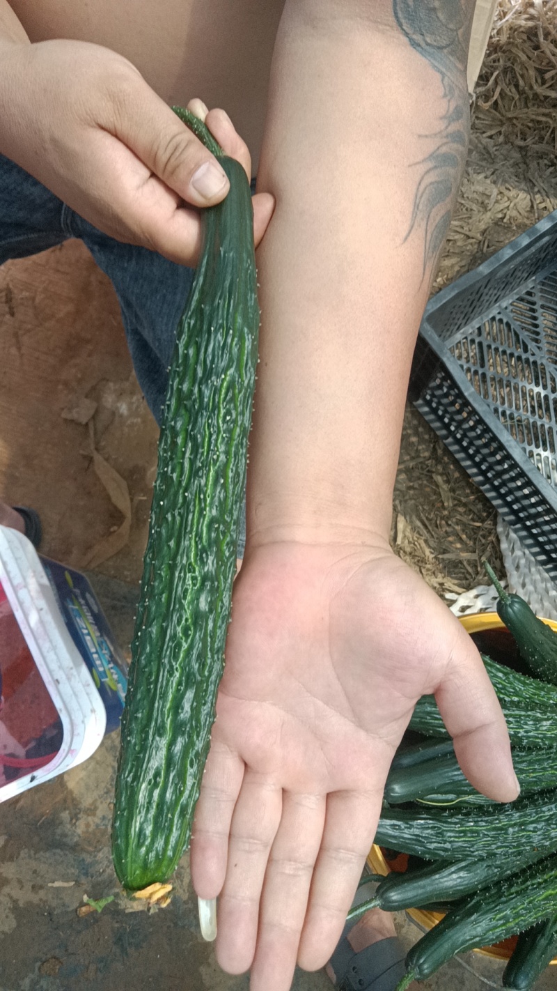 黄瓜精品密刺黄瓜产地直销一手货源欢迎采购
