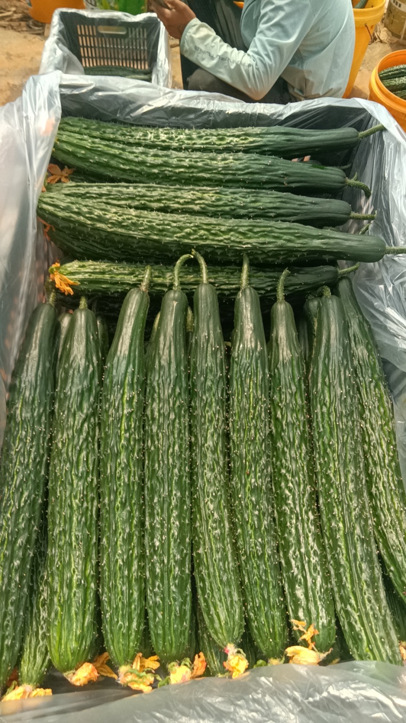 黄瓜精品密刺黄瓜产地直销一手货源欢迎采购