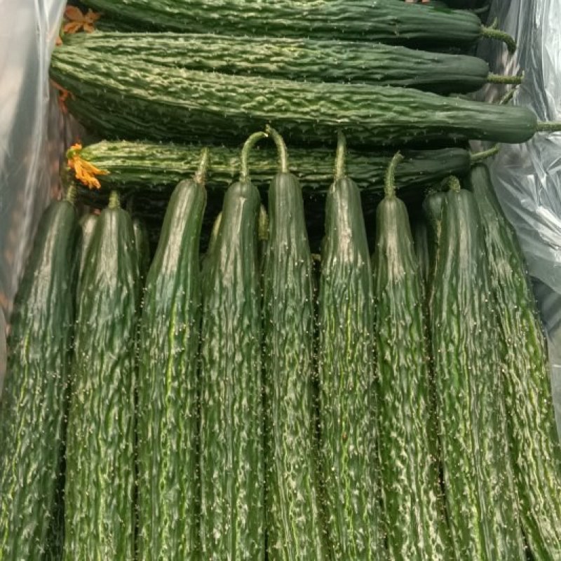 黄瓜精品密刺黄瓜产地直销一手货源欢迎采购