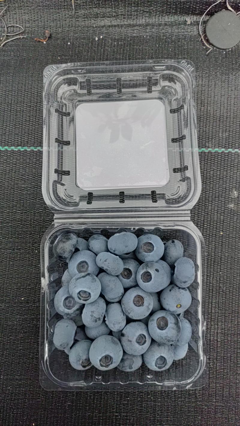 西藏雅鲁藏布高原蓝莓