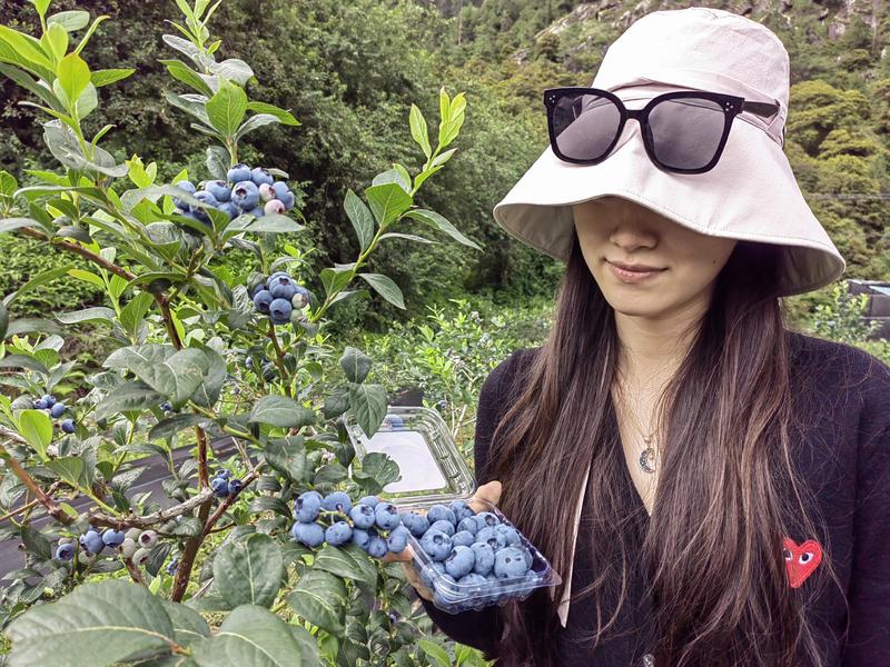 西藏雅鲁藏布高原蓝莓
