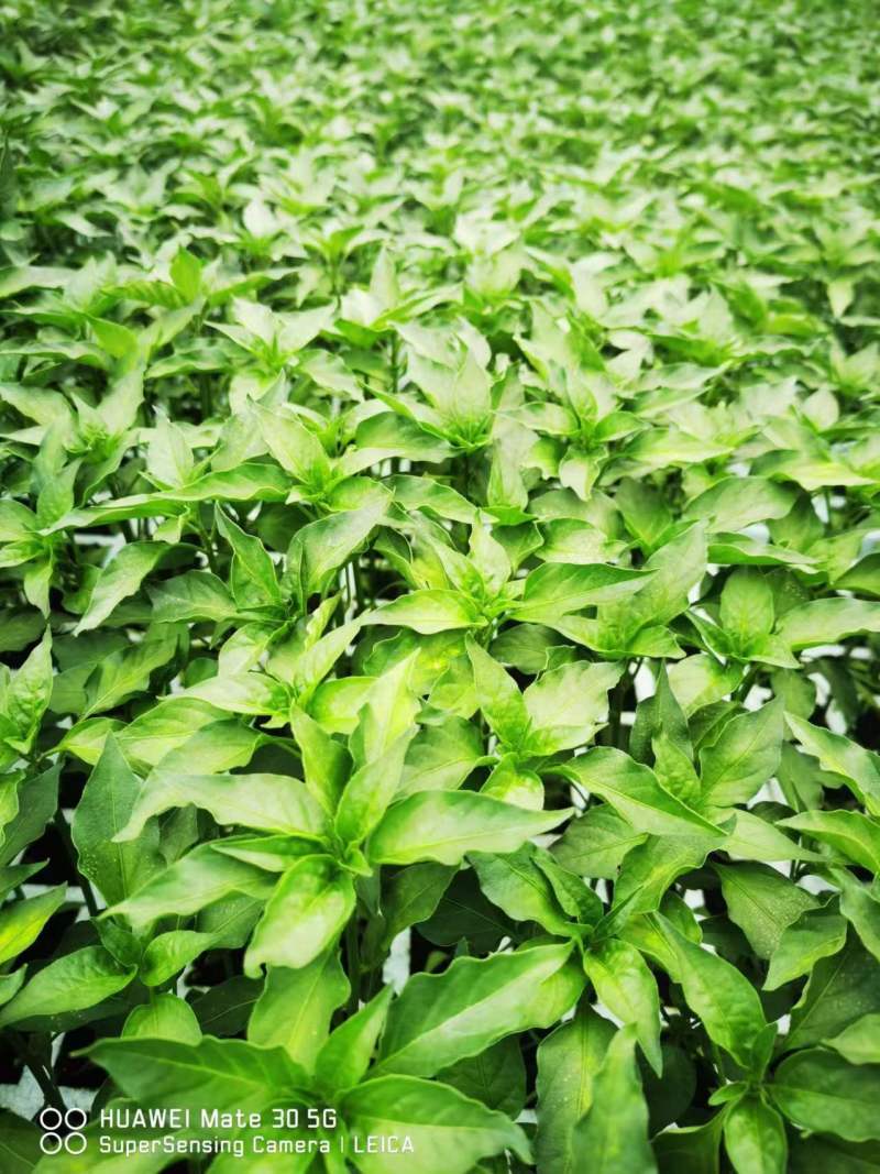 辣椒苗，二荆条辣椒苗大量供应成活率高保质保量欢迎电联
