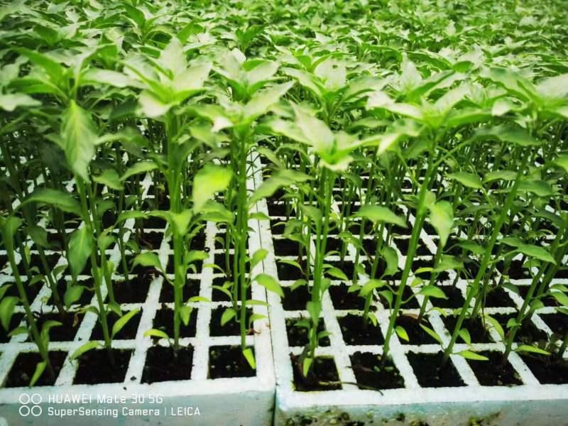 辣椒苗，二荆条辣椒苗大量供应成活率高保质保量欢迎电联