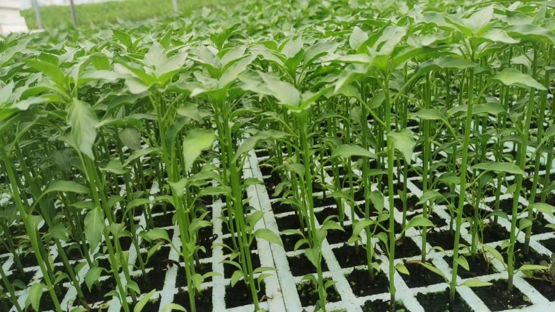 辣椒苗，二荆条辣椒苗大量供应成活率高保质保量欢迎电联