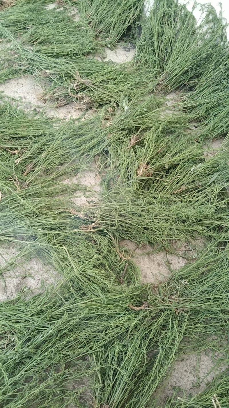 百蕊草干货天然晒干