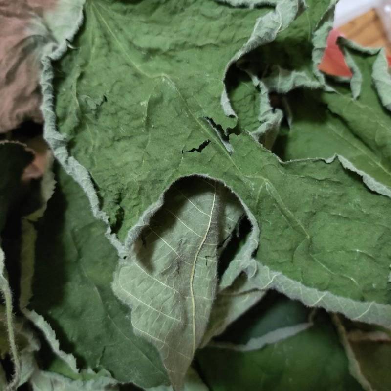 干构树叶，干构叶，鲜构树叶产地直发一手货源