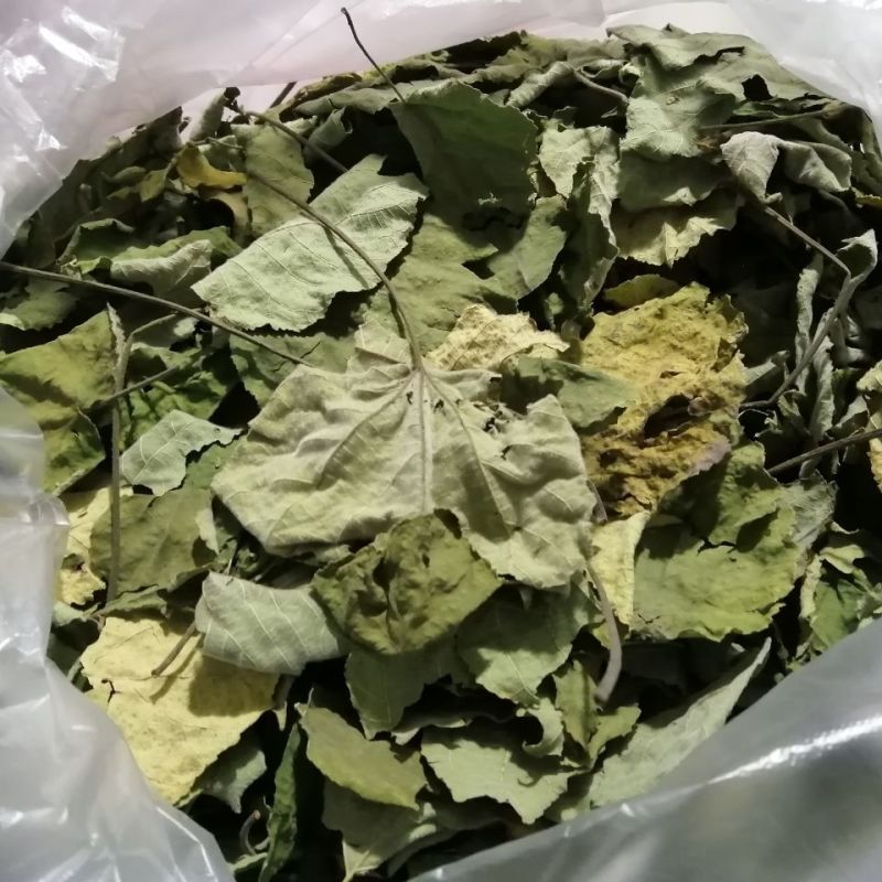 干构树叶，干构叶，鲜构树叶产地直发一手货源