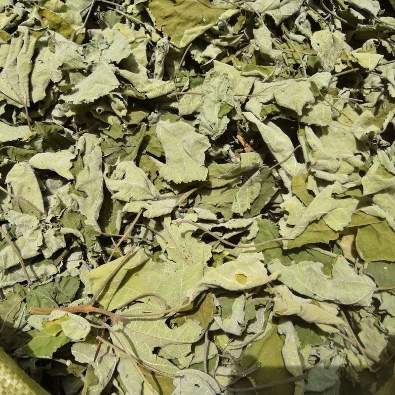 干构树叶，干构叶，鲜构树叶产地直发一手货源
