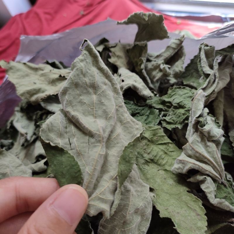 干构树叶，干构叶，鲜构树叶产地直发一手货源