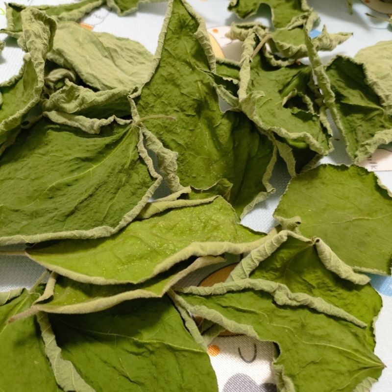 干构树叶，干构叶，鲜构树叶产地直发一手货源