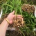 白芨苗紫花三叉大白芨（宽叶），药典品种。露天块茎驯化苗