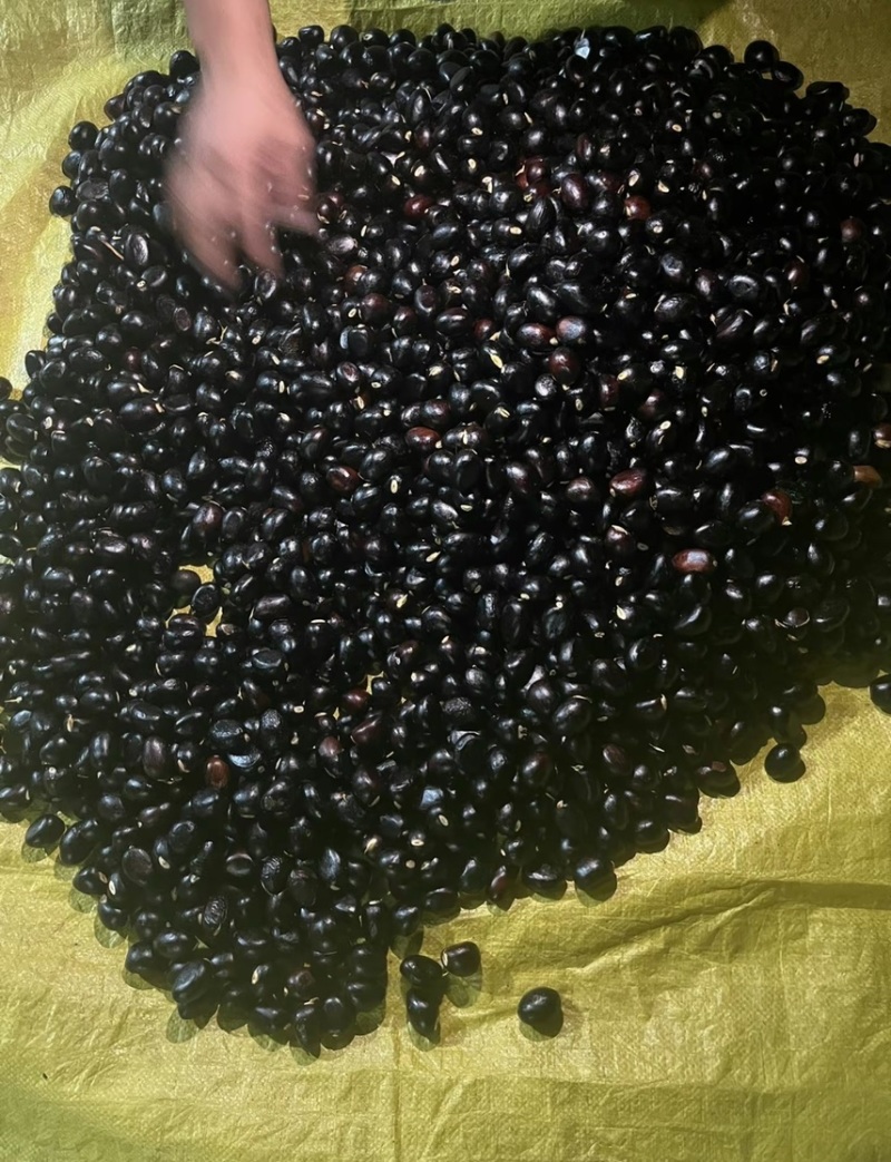 凤眼果产地批发