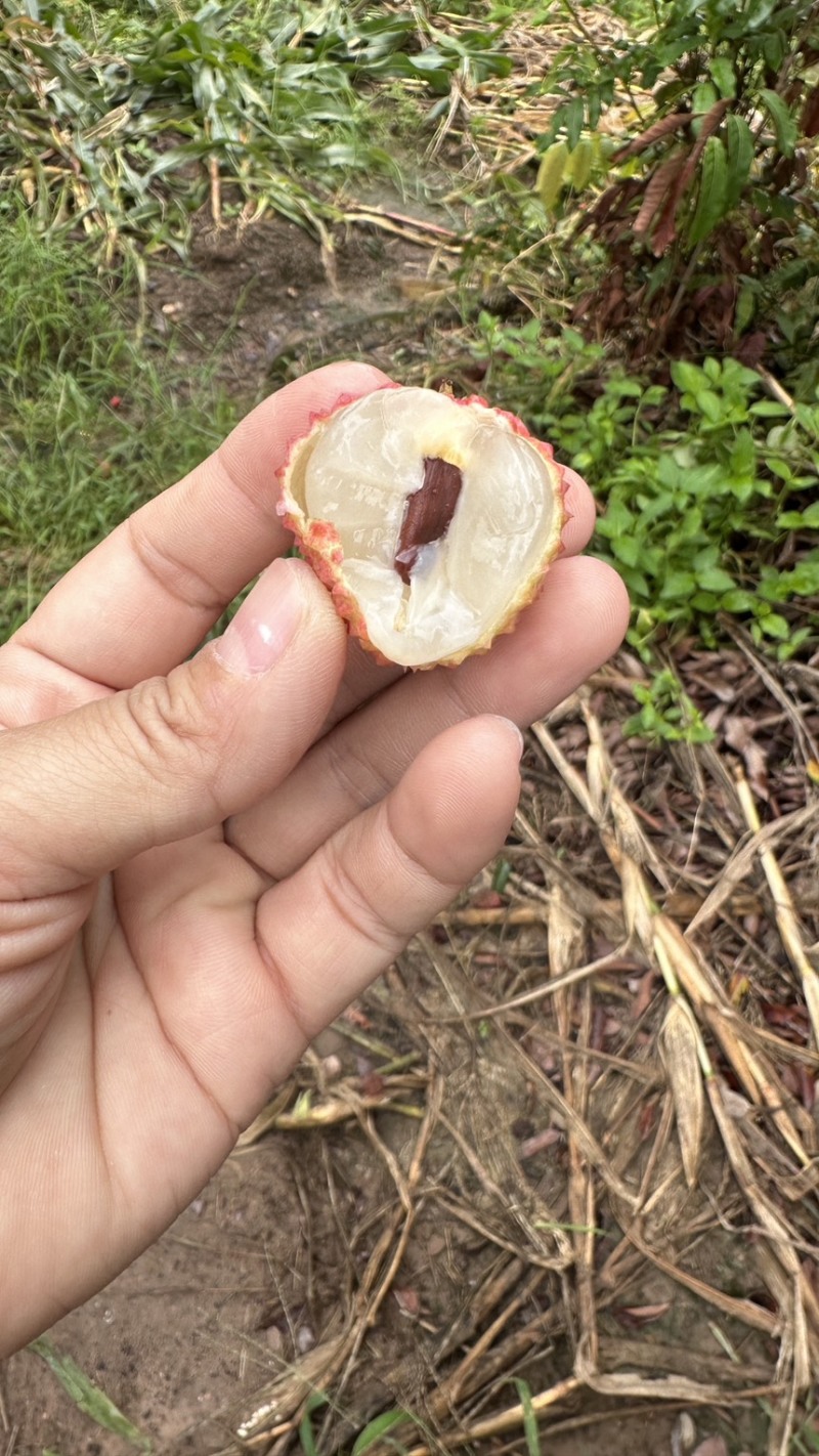 广东妃子笑荔枝，白糖罂荔枝大量上市了，核小肉厚，