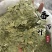 泻叶泄叶番泻叶保庆药业批发发货前过筛颜色青