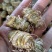 铁皮石斛大枫斗，精品高质量好货！！！！！！！