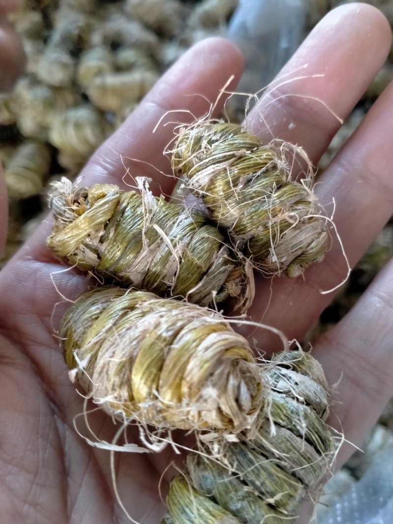 铁皮石斛大枫斗，精品高质量好货！！！！！！！