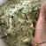 泻叶泄叶番泻叶保庆药业批发发货前过筛颜色青
