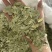泻叶泄叶番泻叶保庆药业批发发货前过筛颜色青