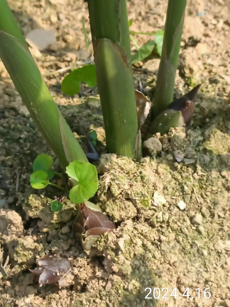 24年洋菏已经开始有了