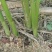 24年洋菏已经开始有了