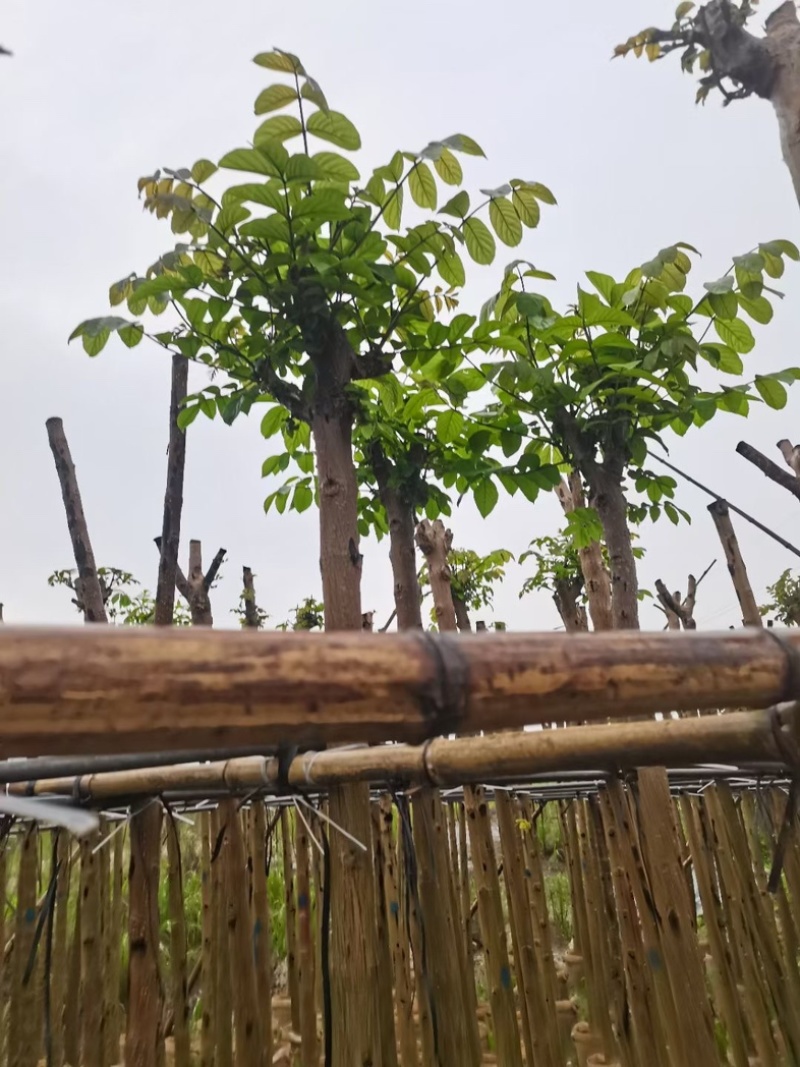火焰木4～15公分