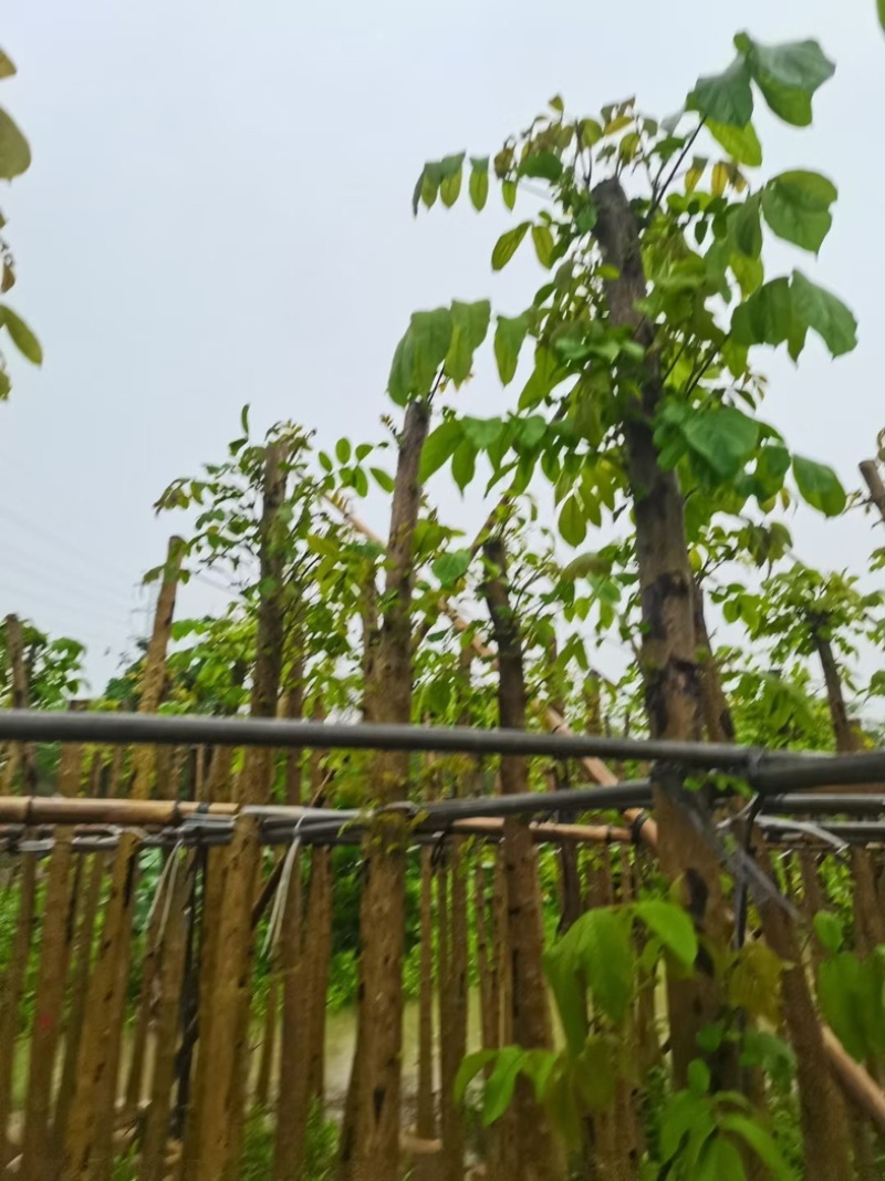 火焰木4～15公分