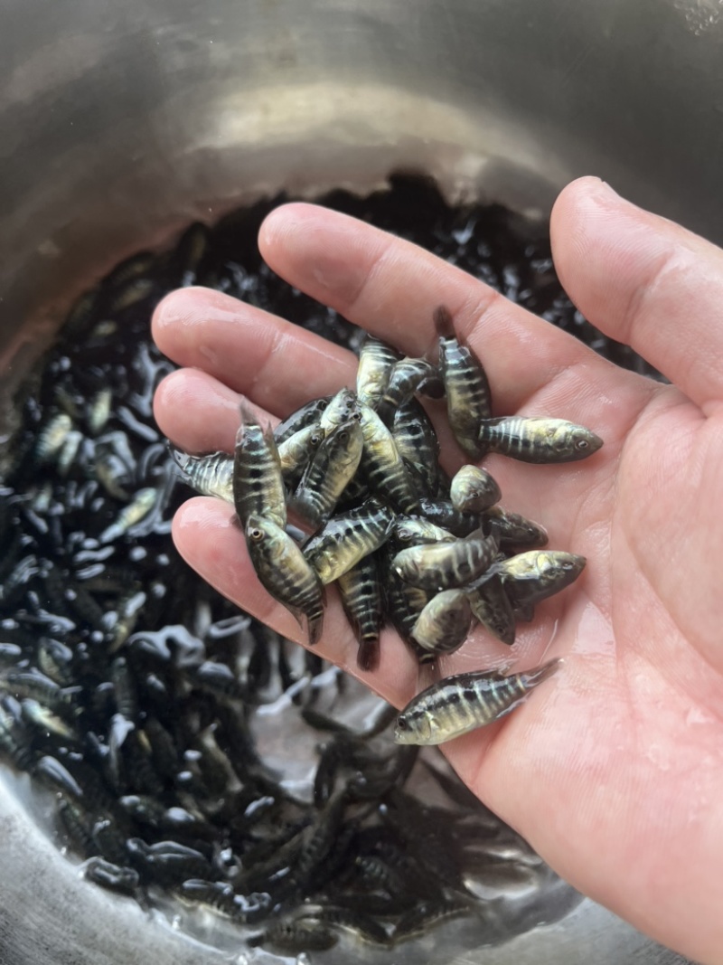 淡水石斑鱼苗基地直供值得信赖保质保量