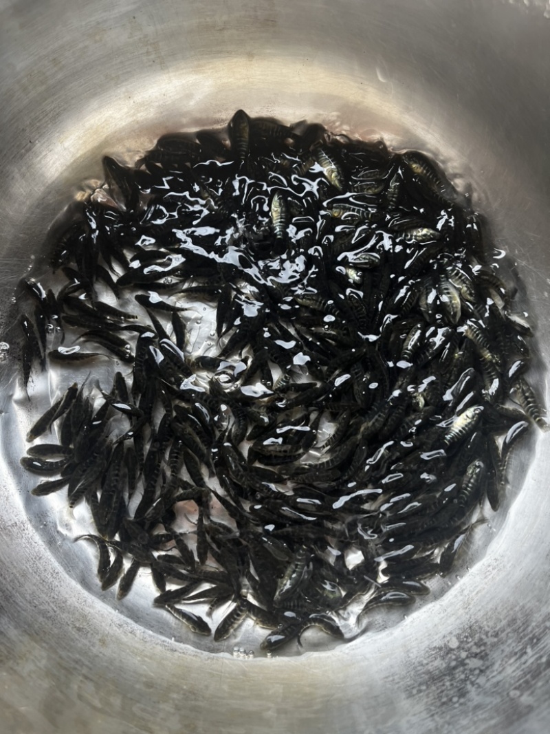 淡水石斑鱼苗基地直供值得信赖保质保量