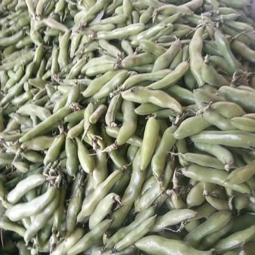 汉中蚕豆大量供货中，电商，全国供货，质量保证