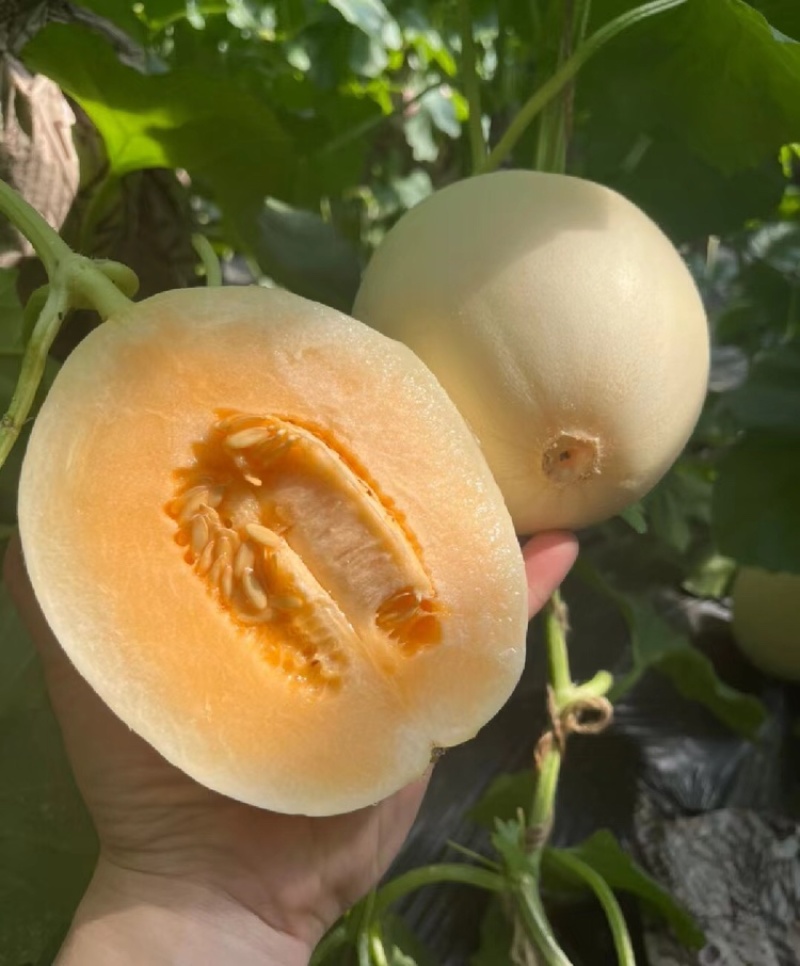 精品甜瓜，山东红金蜜大量供应，一手货源脆甜可口