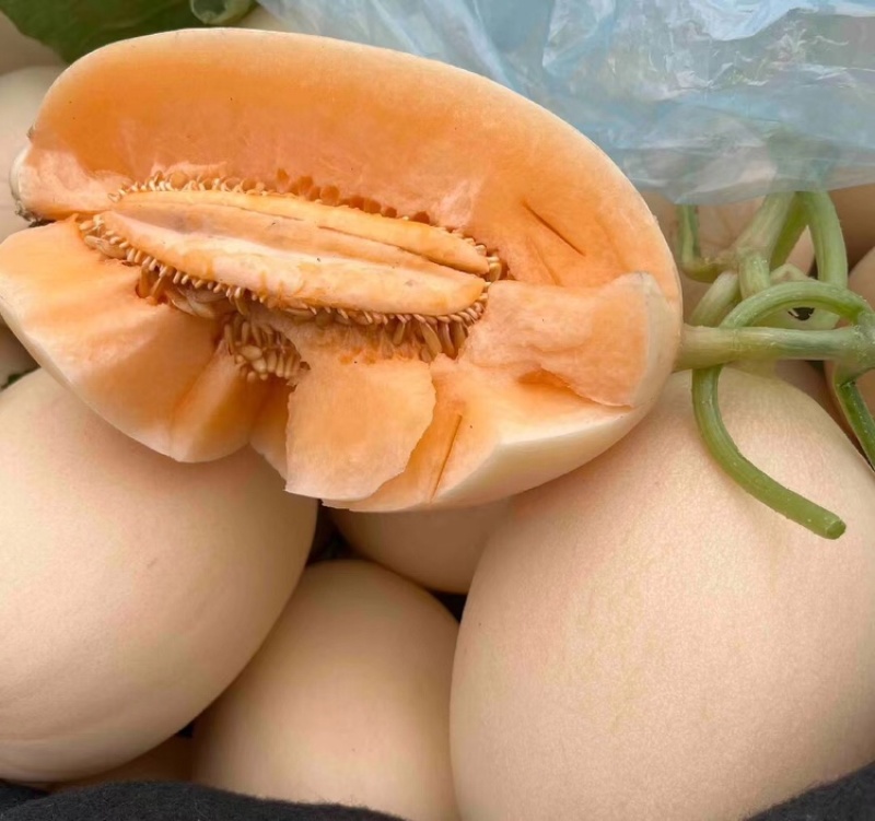 精品甜瓜，山东红金蜜大量供应，一手货源脆甜可口