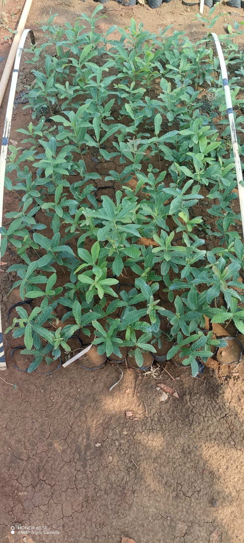 精品麻栎杯苗，海量出售