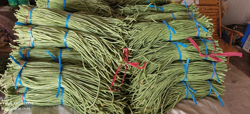 万亩长豆角大量供应，质量非常好，价格不贵，要的老板联系