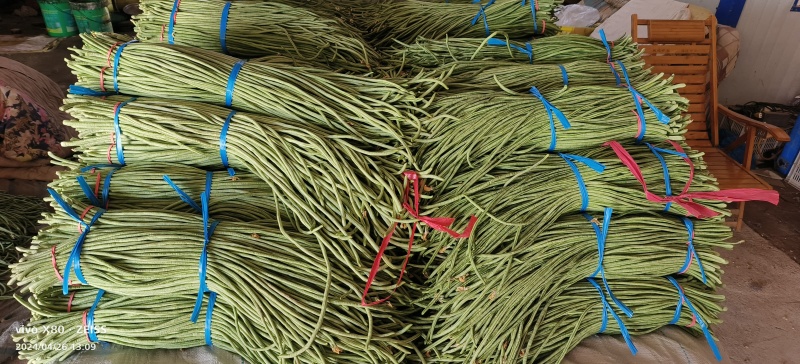 万亩长豆角大量供应，质量非常好，价格不贵，要的老板联系