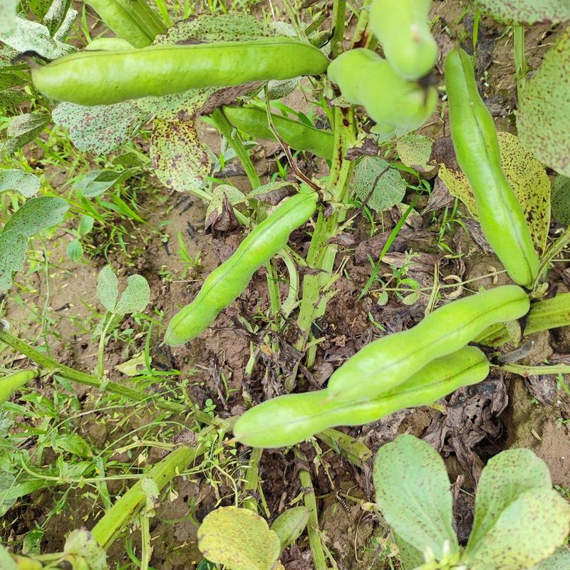 浙江蚕豆宁波蚕豆