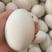 本地土鹅蛋每天都有十来个目前七十多个