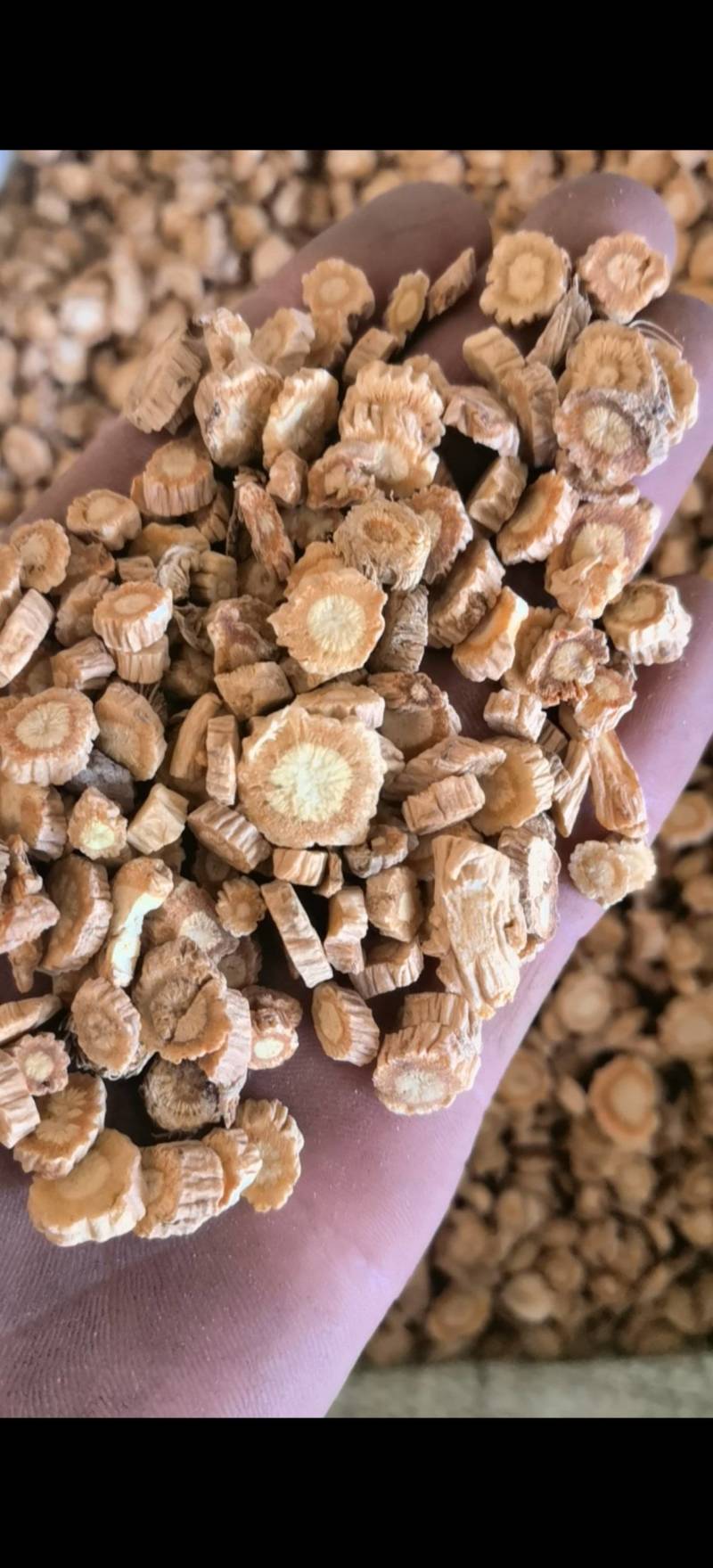 防风河北子播货新货【关书药业】大统批发中药材