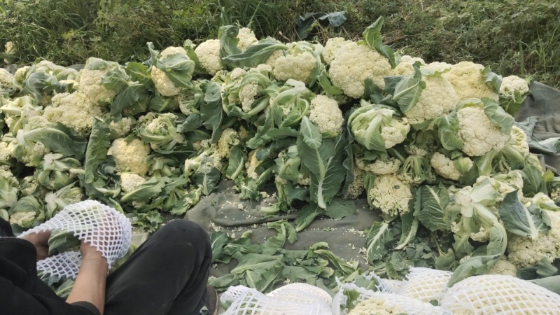河北邯郸产精品菜花新鲜上市大量供应欢迎采购