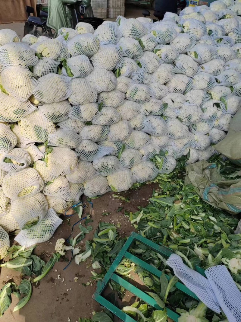 河北邯郸产精品菜花新鲜上市大量供应欢迎采购