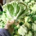 河北邯郸产精品菜花新鲜上市大量供应欢迎采购