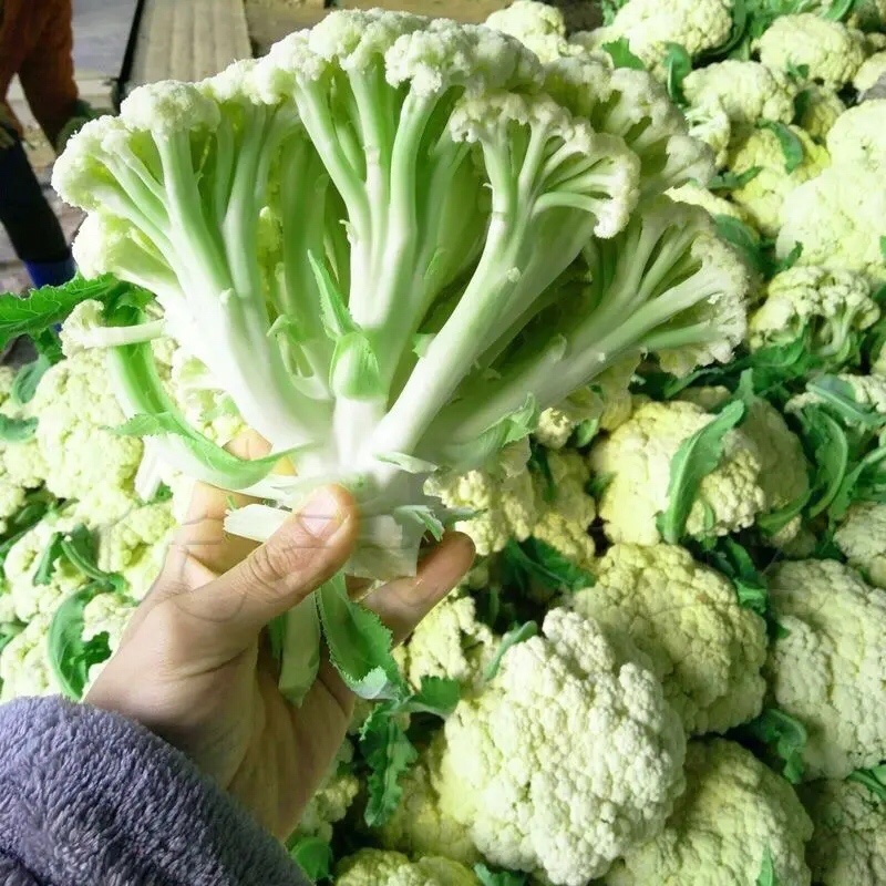 河北邯郸产精品菜花新鲜上市大量供应欢迎采购