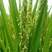一级纯正稻香米（稻花香2号大米）农场种植量大批发价格可议