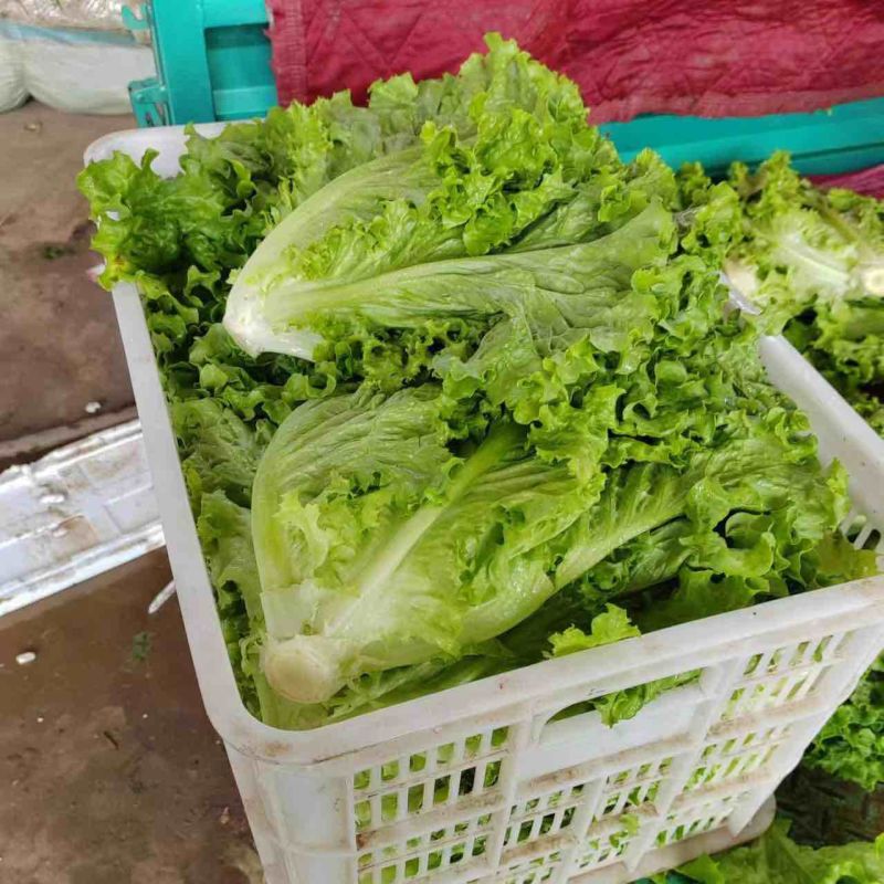蔬菜基地精品生菜新鲜生菜大量上市欢迎采购