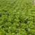 蔬菜基地精品生菜新鲜生菜大量上市欢迎采购